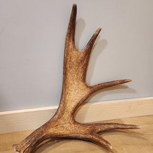 Fresh Maine Moose Shed Antler