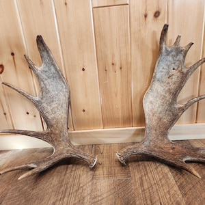 Fresh Maine Matching Moose Antler Set