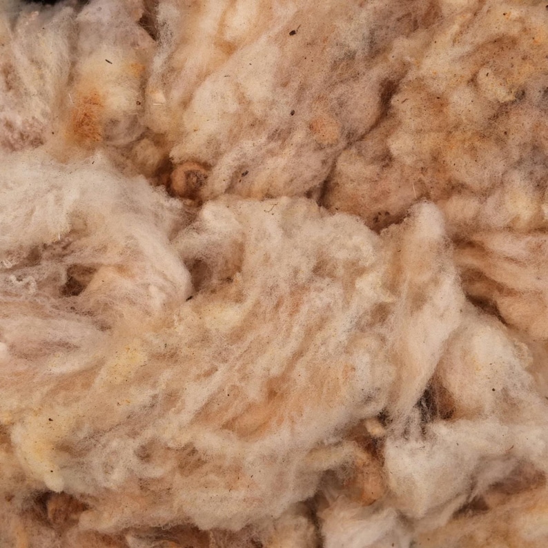 May include: A dense, raw mass of unwashed sheep wool featuring a natural, off-white to light tan color palette. The fibers are clumped together in a soft, fibrous texture with visible small dark particles of organic matter throughout the material.