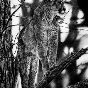 Limited Edition ‘Sentinel of the Wild’ Signed Print