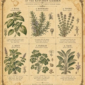 Op de afbeelding: Een botanische print in vintage-stijl getiteld HERBS OF THE KITCHEN GARDEN, met zes geïllustreerde culinaire kruiden: basilicum, rozemarijn, tijm, munt, peterselie en salie. Elke sectie bevat de naam, de wetenschappelijke naam en een korte beschrijving.