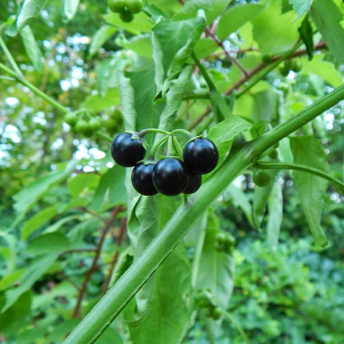 200 Black Nightshade Hierba Mora Seeds for Planting, Solanum Nigrum ...