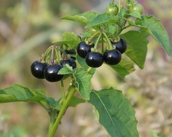 100 Black Nightshade Hierba Mora Seeds for Planting, Solanum Nigrum Heirloom Seeds
