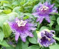 Live Maypop Purple Passion Fruit Plant Passiflora Incarnata Cold Hardy Passion Flower Vine 5-7 Inch Tall
