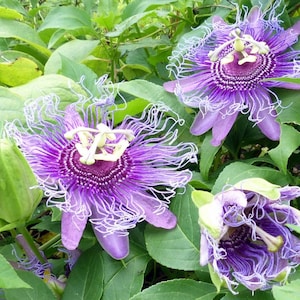 May include: Close-up of three purple passion flowers with white fringed edges. The flowers are in bloom and have a vibrant purple center.