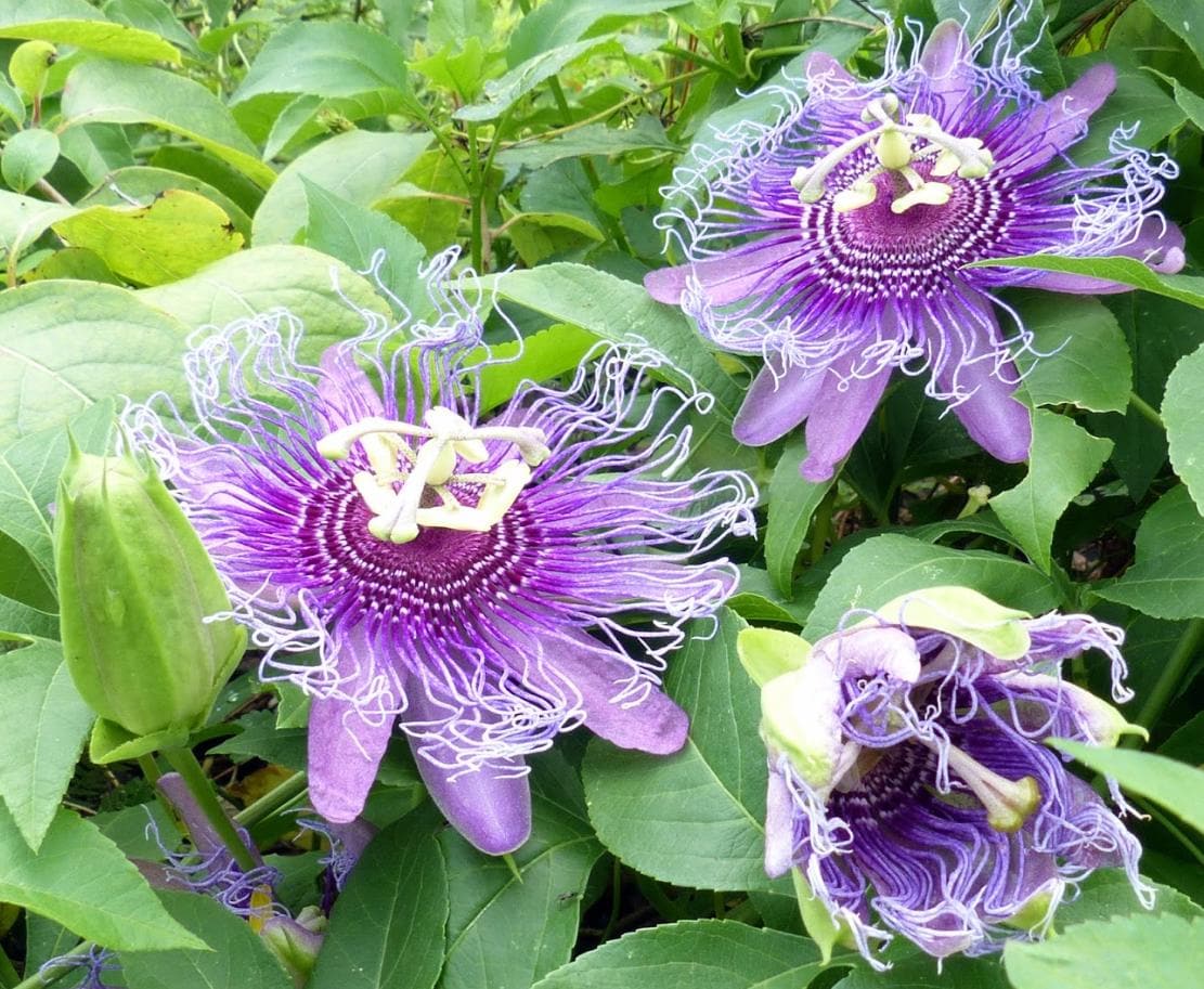Live Maypop Purple Passion Fruit Plant Passiflora Incarnata Cold Hardy Passion Flower Vine 5-7 Inch Tall