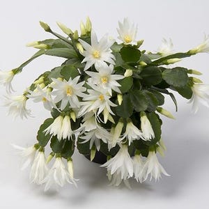 May include: A white Christmas cactus plant in bloom with multiple white flowers. The plant is in a black pot.