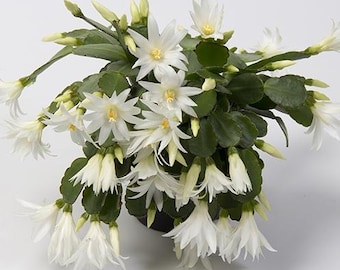 May include: A white Christmas cactus plant in bloom with multiple white flowers. The plant is in a black pot.