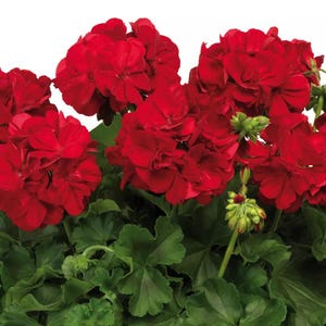 May include: A close-up of a red geranium plant with vibrant red flowers and green leaves.