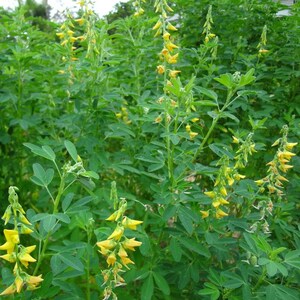 May include: A close-up of a field of yellow wildflowers with green leaves. The flowers are in bloom and are growing in a dense cluster.