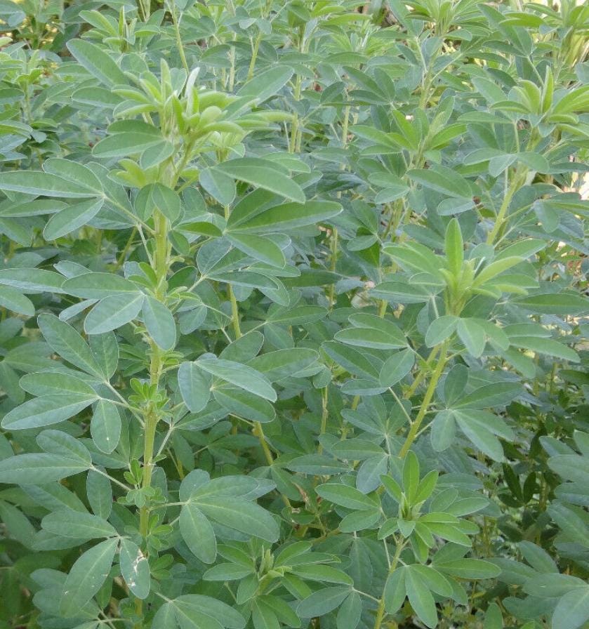 30 Semillas De Chipilin Seeds Guatamalan Giant Chepil Chipilin Seeds - Etsy