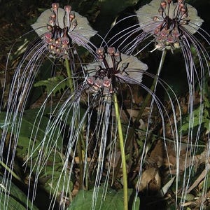 May include: Close-up of black bat flowers with long, white, whisker-like filaments. The flowers have a dark, almost black, central cluster with small, reddish-brown buds. The petals are a muted gray-green, set against a backdrop of green foliage.