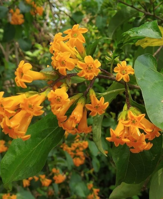 Live Orange Zest Jasmine Plant Rare Night-blooming Jasmine Cestrum