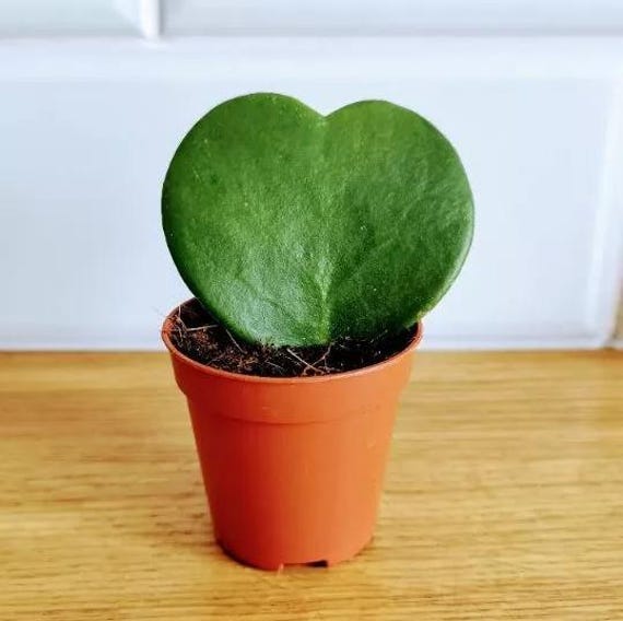 2 Hoya Kerrii Heart Live Plants Sweetheart Hoya Heart Leaf Evergreen Plants 4-6 Inch Tall Size 4 Inch Pot