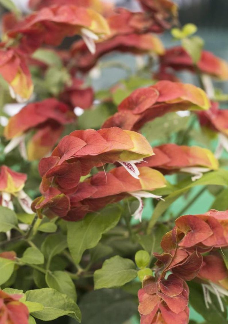2 Live Red Shrimp Plants Justicia Brandegeana Braided Shrimp Tree 5-7 ...