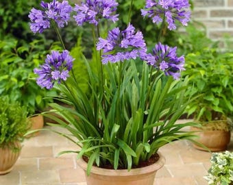 Live Blue Agapanthus Plant African Lily Hardy Perennial Flower Plant Lily of the Nile Seedling 5-6"Tall