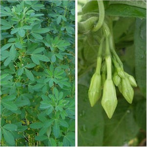 Combo 10 Seeds Loroco Plant Seeds and 30 Seeds Chipilin Seeds