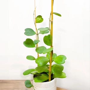 May include: A potted Hoya kerrii plant, also known as a sweetheart plant, with heart-shaped leaves. The plant is supported by a yellow bamboo pole. The pot is white with a textured design. The background is a plain white wall.