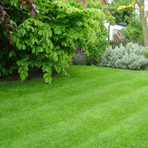 Zenith Zoysia Grass 1000 Seeds Starter Sample Kit UK