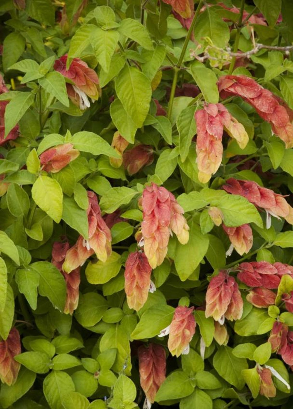 2 Live Red Shrimp Plants Justicia Brandegeana Braided Shrimp Tree 5-7 ...