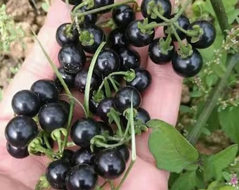 200 Black Nightshade Hierba Mora Seeds for Planting, Solanum Nigrum Heirloom Seeds