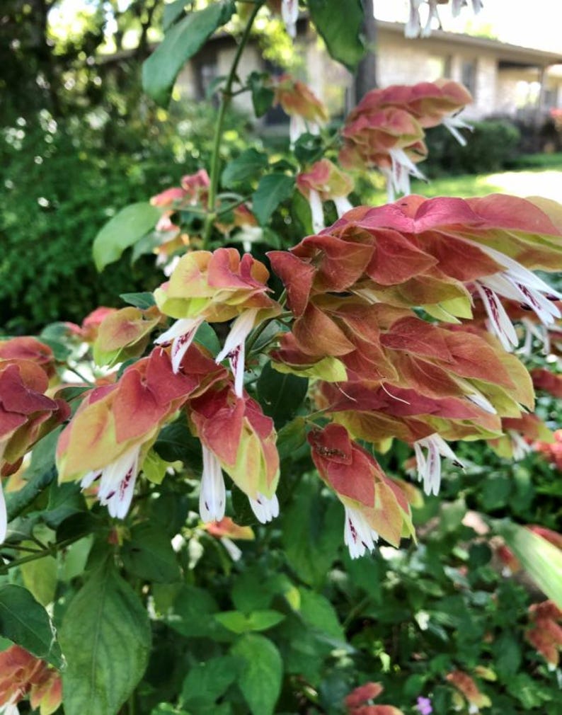 2 Live Red Shrimp Plants Justicia Brandegeana Braided Shrimp Tree 5-7 ...