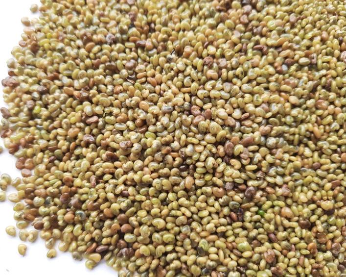 50 Semillas De Chipilin Seeds Guatamalan Giant Chepil Chipilin Seeds - Etsy