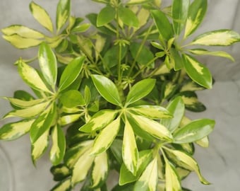 Trinette Arboricola Plant  Variegated Schefflera Arboricola Rare Umbrella Tree 5-6 Inch Tall Size 4 Inch Pot