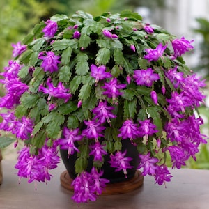 May include: A vibrant Schlumbergera cactus, commonly known as a Christmas cactus, featuring numerous bright magenta flowers blooming from segmented green stems. The plant is housed in a dark, rounded container resting on a circular wooden base.
