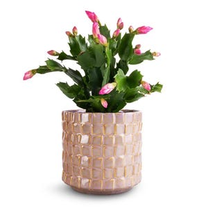 Pink Schlumbergera Plants - Holiday Cactus Plants - Christmas & Thanksgiving Cactus, Indoor/Outdoor, 2 Small Plants in 3 Inch Pot