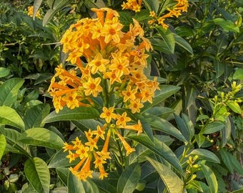 Live Orange Zest Jasmine Plant Rare Night-blooming Jasmine