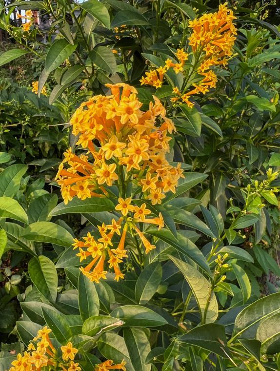 Live Orange Zest Jasmine Plant Rare Night-blooming Jasmine Cestrum