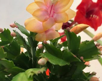 thumbnail image 2 of Christmas Cactus (Schlumbergera-Hybride), Potted Plant Stock Photo - Alamy 2 of 9