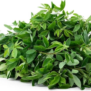 May include: A bunch of fresh green leafy herbs, likely for cooking or medicinal purposes.