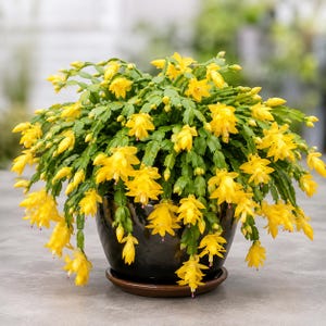 May include: A vibrant Schlumbergera, commonly known as a Christmas cactus, features numerous bright yellow, tubular flowers blooming from segmented green stems. The plant is potted in a dark, glossy ceramic container with a matching saucer.