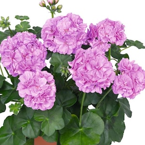 Lavender Geranium Calliope Plants Live Geranium Pelargonium Plant Hardy Fragrant Flower Plant 4 to 9 Inch Tall Size 4 Inch Pot