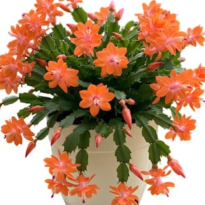 2 Plants In A Pot,  Orange Christmas Cactus Plants Holiday Cactus Plants Schlumbergera Flowers Plants In 3&quot;Pot