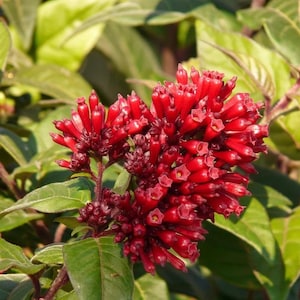 May include: A close-up of a cluster of bright red flowers with green leaves in the background.