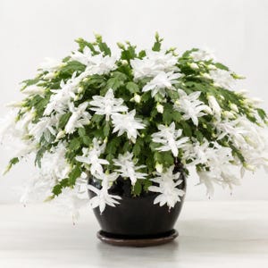 May include: A Schlumbergera plant with numerous white flowers and green, segmented, serrated leaves. The plant is potted in a smooth, round, dark brown ceramic container that sits on a matching saucer against a plain white background.