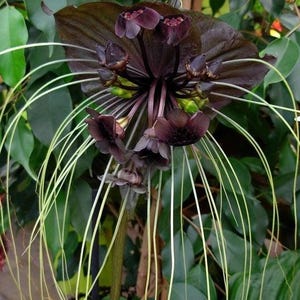 May include: Close-up of a black bat flower with dark purple petals and long, white, thread-like stamens. The flower is surrounded by green foliage, creating a striking contrast. The unique bloom has a distinctive shape.
