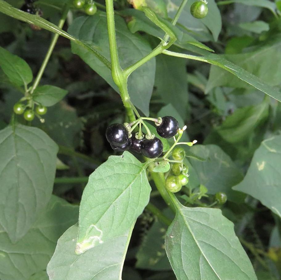200 Black Nightshade Hierba Mora Seeds for Planting, Solanum Nigrum ...