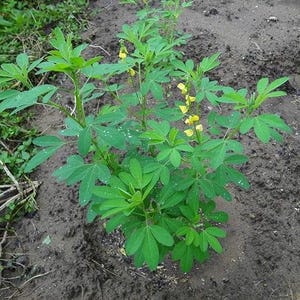 May include: A green plant with yellow flowers growing in the ground. The plant has many leaves and is in a garden setting.