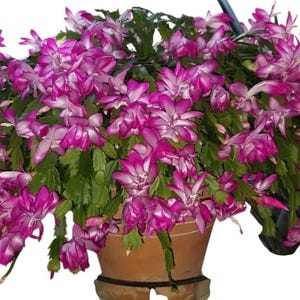 May include: A vibrant Christmas cactus in a brown pot, overflowing with bright pink and white flowers. The plant has lush green foliage and is a beautiful example of a flowering houseplant. The pot is sitting on a wooden stand.