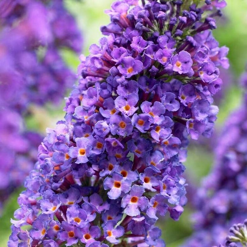 Buddleja Fragrant Set 2 Live Butterfly Bush Plants Blue Buddleia Davidii Plants Fragrant ...