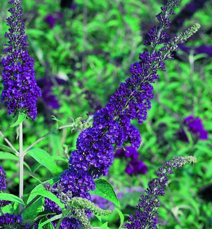Buddleja Fragrant Set 2 Live Butterfly Bush Plants Blue Buddleia Davidii Plants Fragrant ...