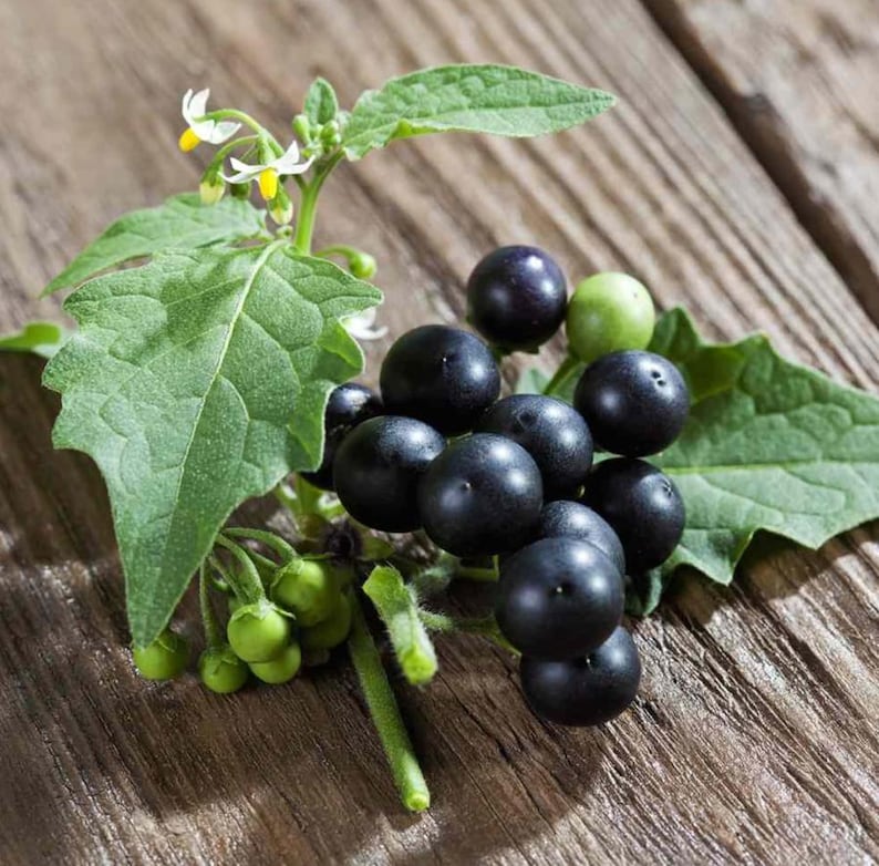 100 Black Nightshade Hierba Mora Seeds for Planting, Solanum Nigrum ...