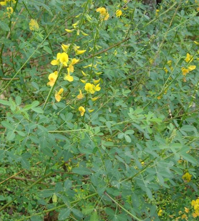 30 Semillas De Chipilin Seeds Guatamalan Giant Chepil Chipilin Seeds - Etsy