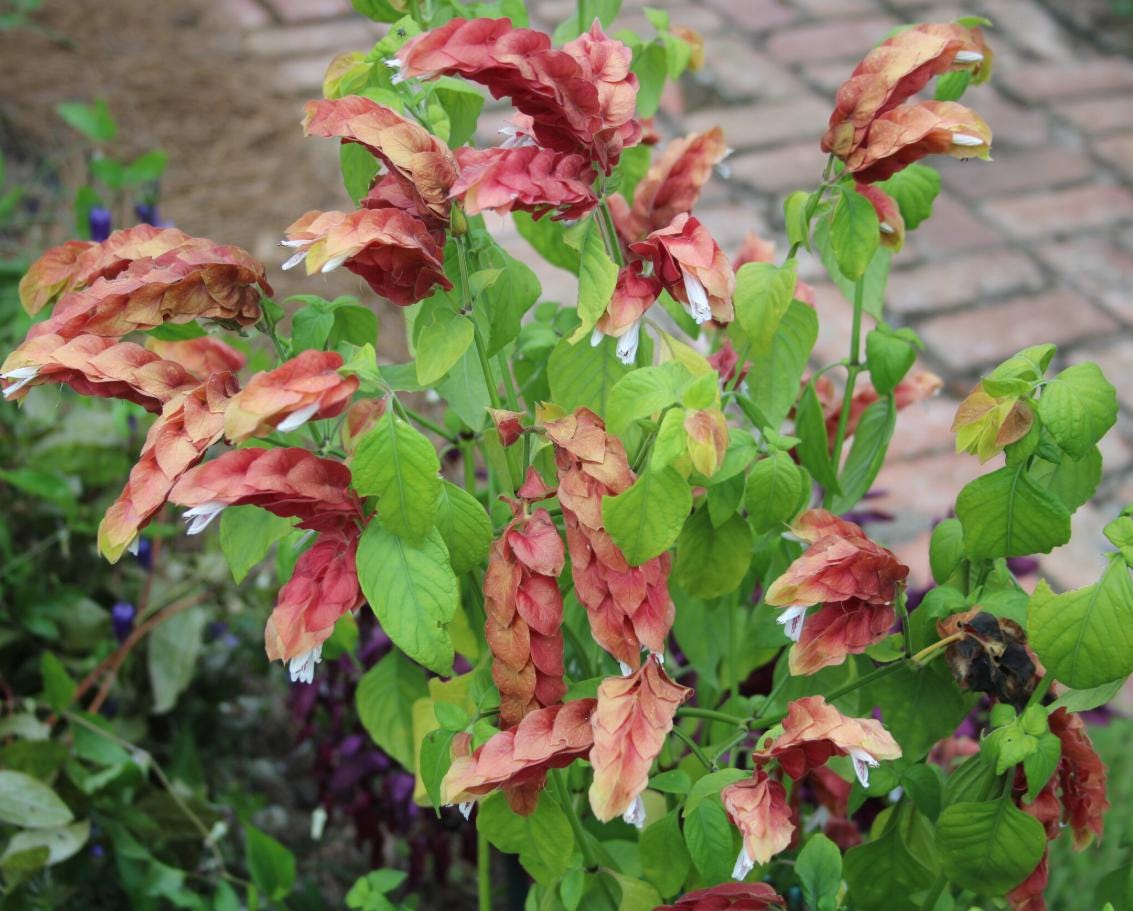 2 Live Red Shrimp Plants Justicia Brandegeana Braided Shrimp Tree 5-7 ...