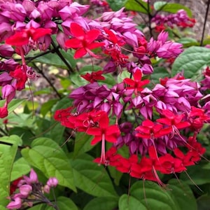 May include: A close-up of a cluster of pink and red flowers with long, thin stems. The flowers are in bloom and have a delicate, feathery appearance.