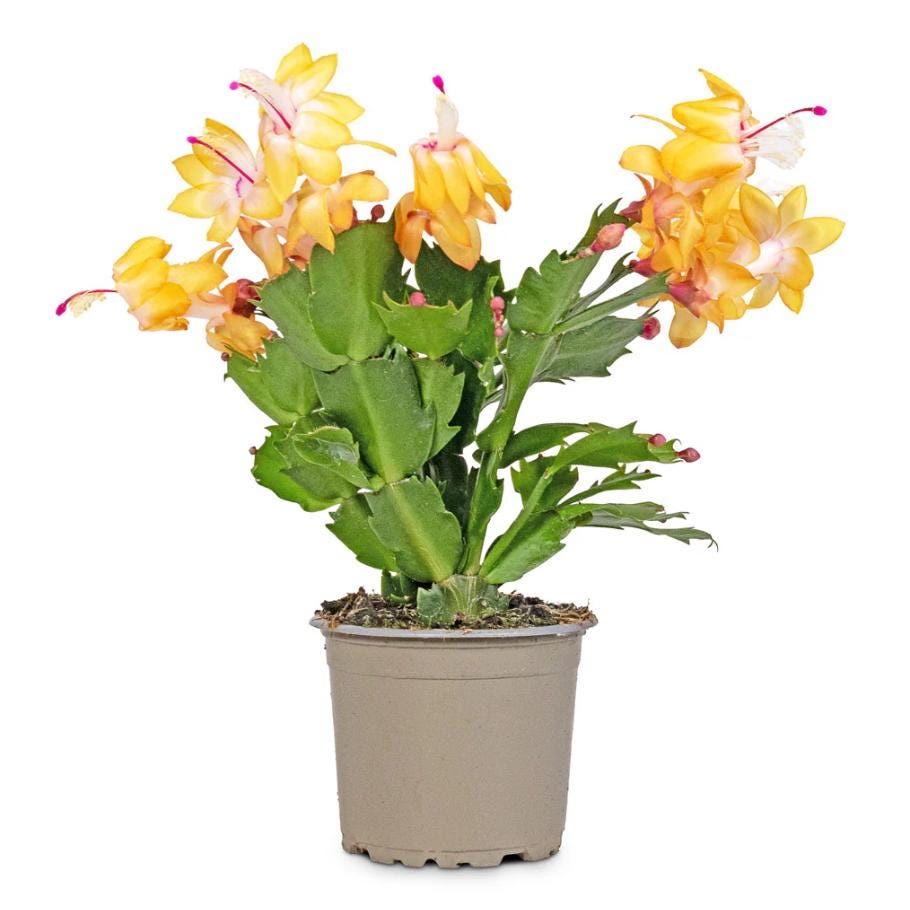 thumbnail image 2 of Christmas Cactus (Schlumbergera-Hybride), Potted Plant Stock Photo - Alamy 2 of 9